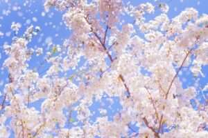 【神社仏閣の歓迎サイン】参拝した時に天から降ってくる祝福と歓迎サイン。どんなものが降ってくる?