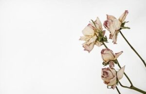 ドライフラワーの薔薇