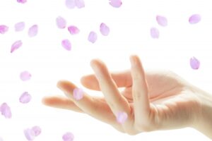 桜の花びらを掬う