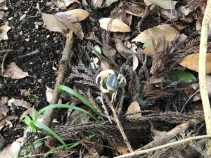 厳島神社のカニ
