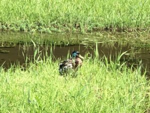 厳島神社のマガモ