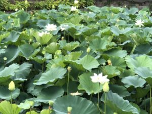 鶴岡八幡宮の蓮