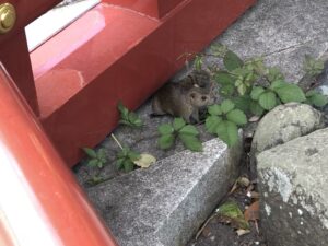 鶴岡八幡宮のお迎えのリス