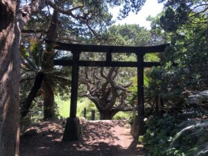 吉田白鳥神社の大ビャクシン