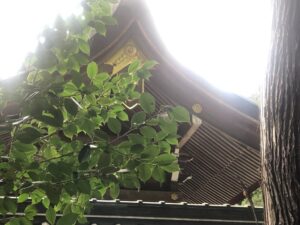 多賀大社の本殿とセミの抜け殻