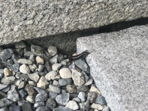 金咲稲荷神社のトカゲさん
