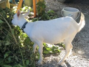出雲大社相模分祠　夏のモモちゃん