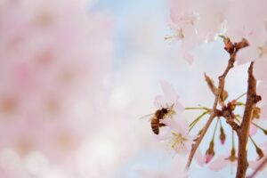 桜とミツバチ