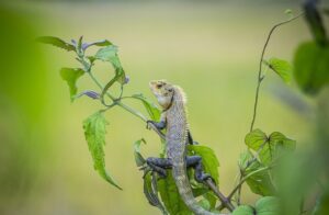 【開運】『トカゲ』モチーフの意味とご利益 不死・再生・大願成就のシンボル