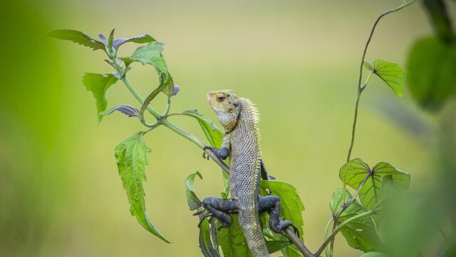 【開運】『トカゲ』モチーフの意味とご利益 不死・再生・大願成就のシンボル