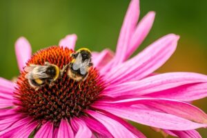 マルハナバチとピンクのお花