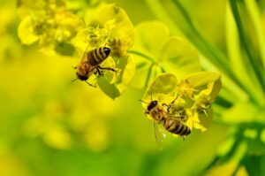 ミツバチと黄色い花