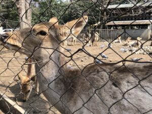 三嶋大社の神鹿園