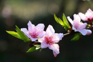 桃の花