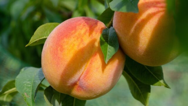 【開運】『桃』モチーフの意味とご利益　邪気払い・恋愛運アップ・桃の節句の由来