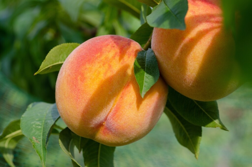 【ﾗｯｷｰﾓﾁｰﾌ】桃は縁起物！桃の木・桃の種は邪気払い、そして恋愛運UPの効果有り！！