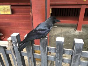 金王八幡宮のカラス