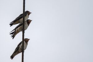 幸運のシンボルのツバメが３羽並んでとまっている