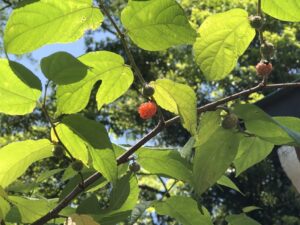 佐波波地祇神社で見つけた木苺