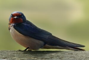 【開運】『ツバメ』モチーフの意味とご利益 巣作りの縁起・ヨーロッパのジンクス・風水で幸運を呼ぶ方法