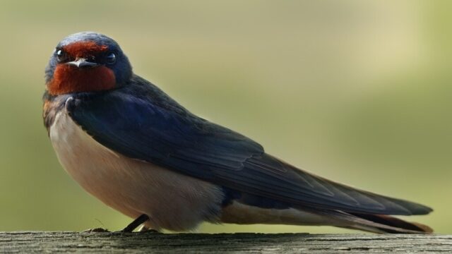 【開運】『ツバメ』モチーフの意味とご利益 巣作りの縁起・ヨーロッパのジンクス・風水で幸運を呼ぶ方法