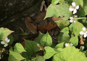 茨城県弟橘媛神社のお迎えトカゲ