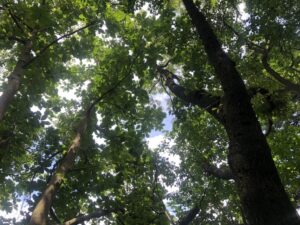 賀毘禮山の山中