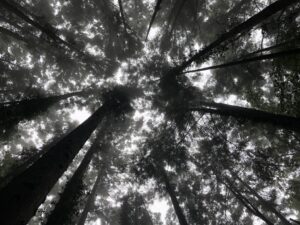 雨の日の月居山