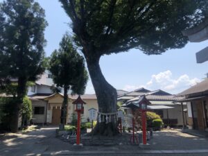 稲積神社の御神木