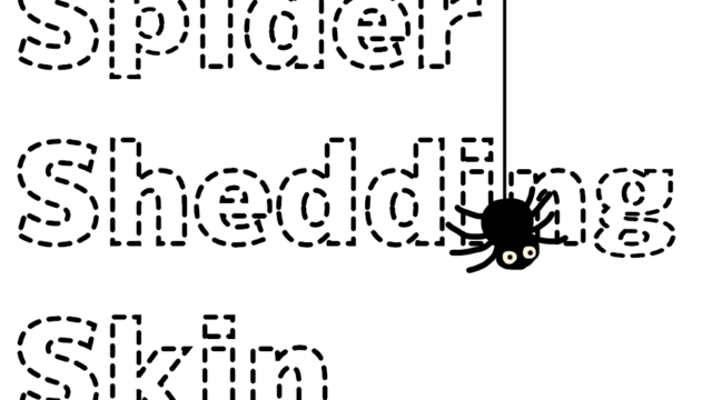 【開運】『蜘蛛の抜け殻』のスピリチュアルな意味！家に大きな蜘蛛の抜け殻があった話