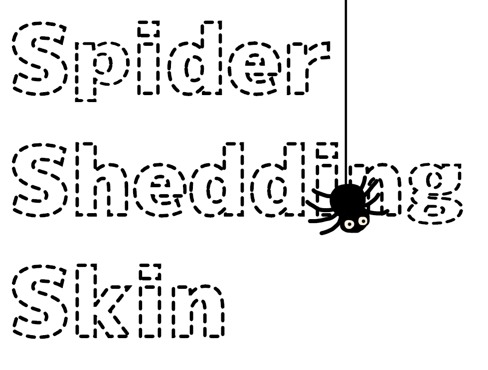 【開運】『蜘蛛の抜け殻』のスピリチュアルな意味！家に大きな蜘蛛の抜け殻があった話