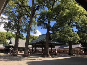 氷川神社の御神木