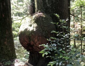 花園神社のコブのある木