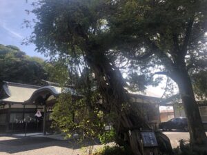 白浜神社のビャクシン