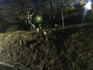 三峯神社の鹿