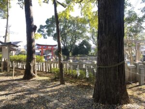 玉前神社の子宝いちょう