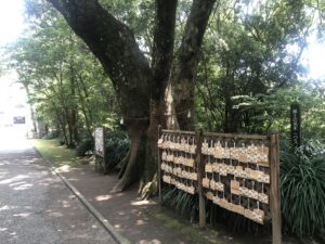 江田神社のクスノキ