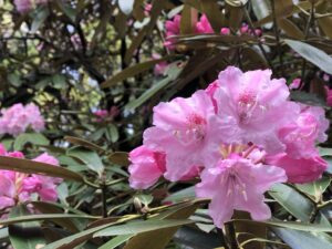 玉置神社境内の椿
