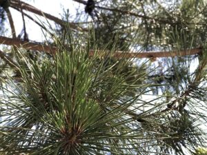 一葉稲荷神社の一葉の松