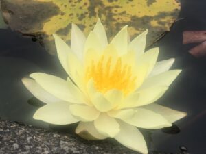 江田神社みそぎ池のスイレン