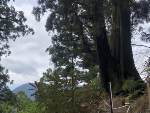 玉置神社の大杉2