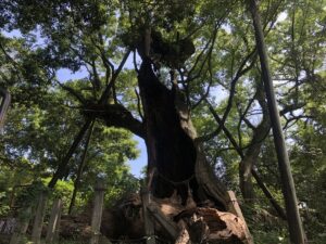 都萬神社の天然記念物の楠