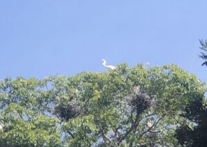 都萬神社の樹上の鷺