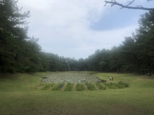 江田神社のみそぎ池