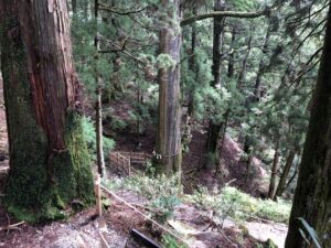 玉置神社の巨樹群