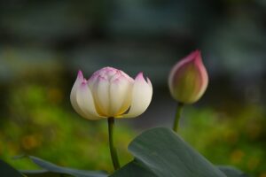 追悼の気持ち蓮の花