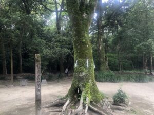 江田神社のオガタマノキ