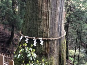 玉置神社の大杉1