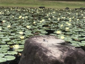 みそぎ池のトンボとスイレン