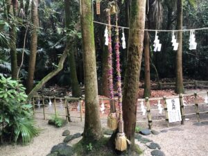青島神社の紙縒を結ぶ夫婦ビロウ